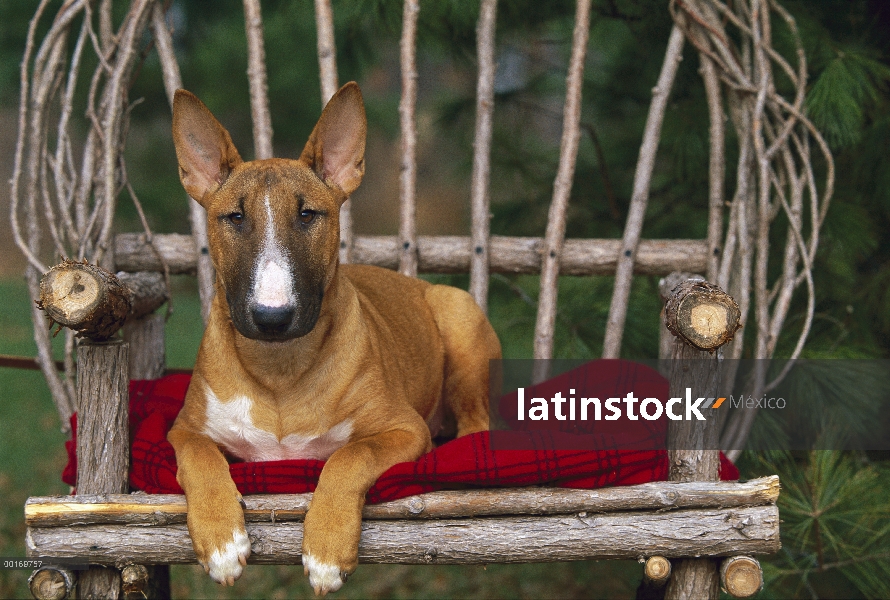 Cachorro de Bull Terrier (Canis familiaris) sentado