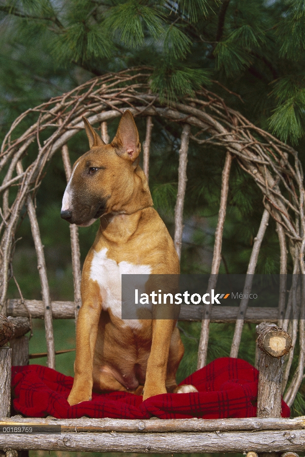 Cachorro de Bull Terrier (Canis familiaris)