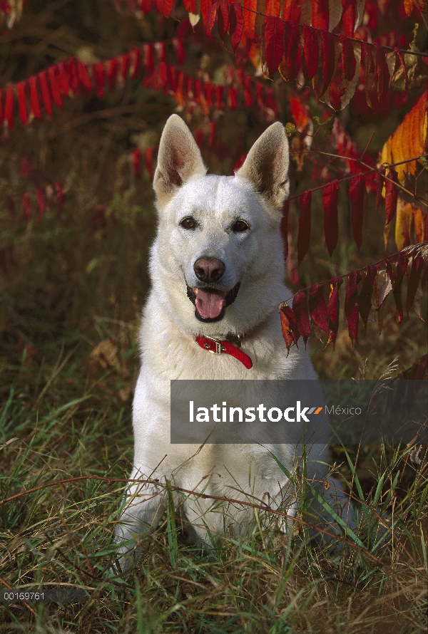 Pastor Alemán (Canis familiaris) blanco morph, uno, sentado