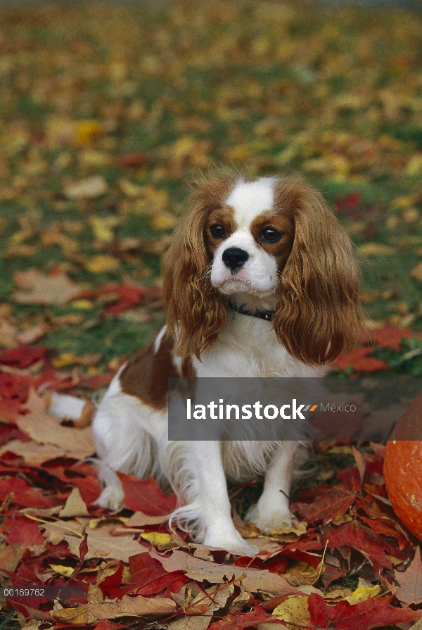 Cavalier King Charles Spaniel (Canis familiaris) uno, sesión, retrato