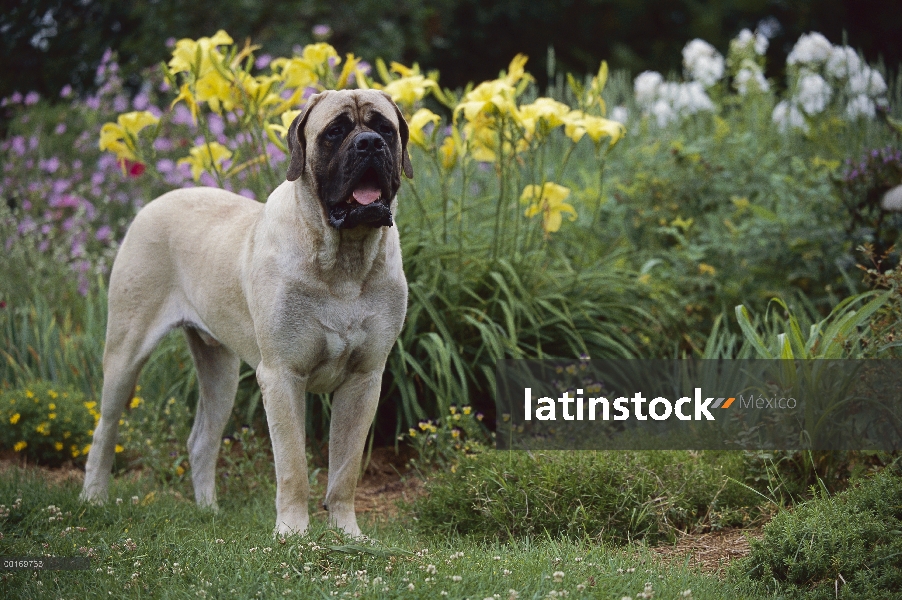 Mastín (Canis familiaris), pie