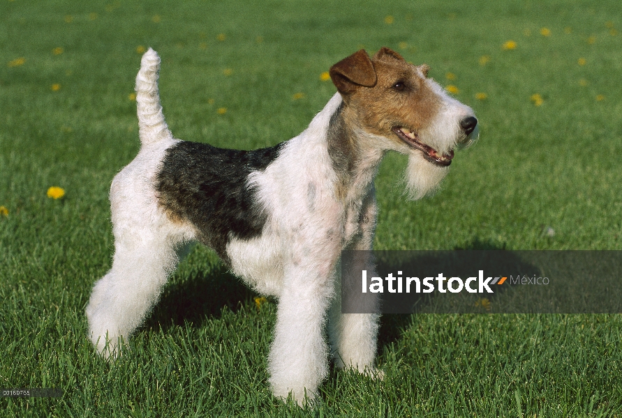 Fox Terrier (Canis familiaris), pie de blanco