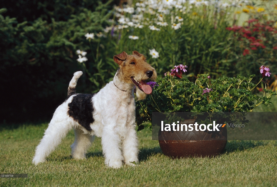 Fox Terrier (Canis familiaris), pie de blanco