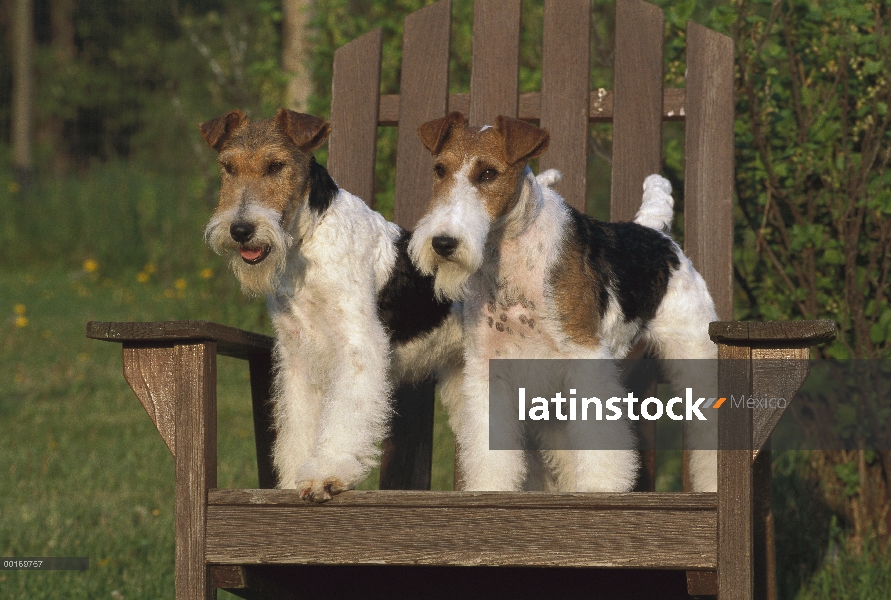 Blanco silla en dos Fox Terrier (Canis familiaris)