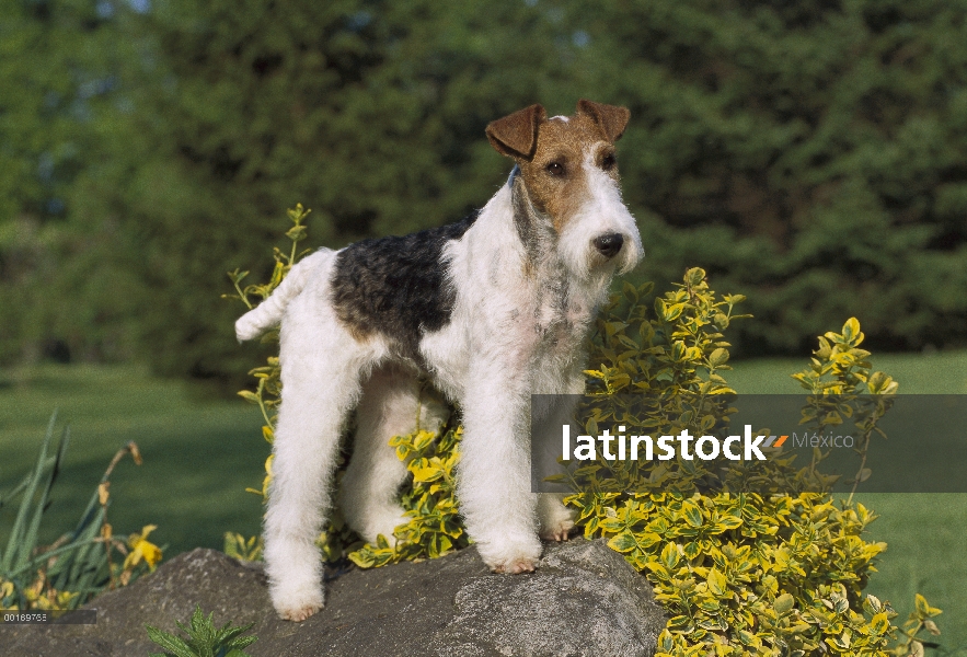 Terrier blanco Zorro (Canis familiaris) uno, en una roca