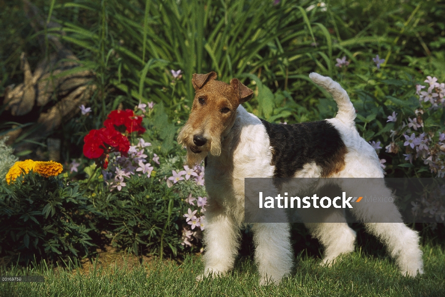 Blanco pie de Fox Terrier (Canis familiaris)