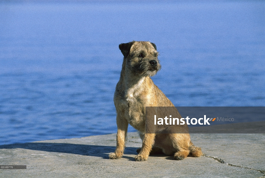 Border Terrier (Canis familiaris) retrato de agua