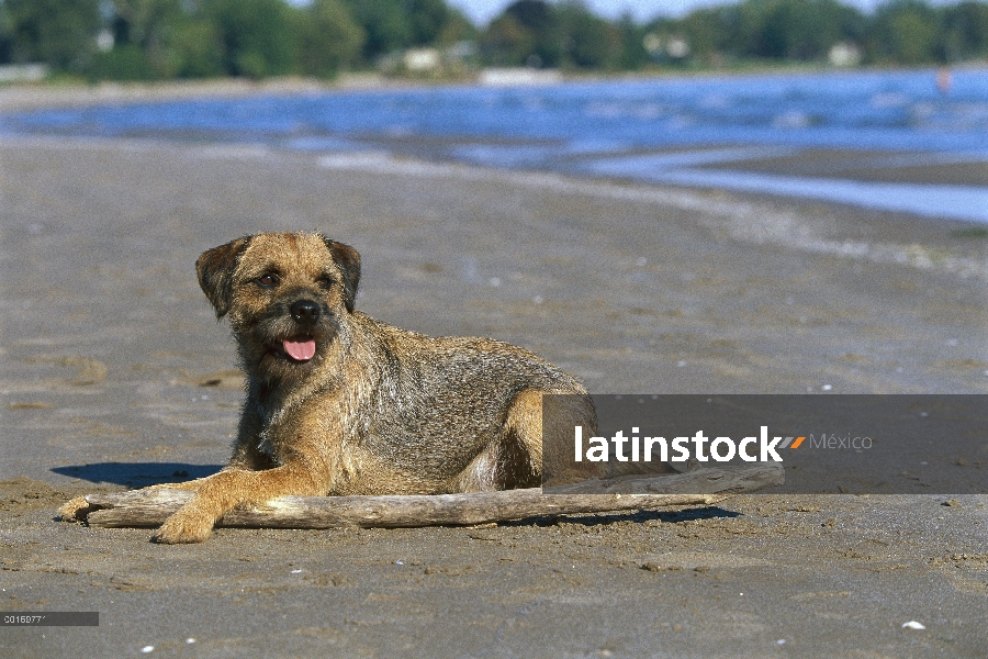 Frontera Terrier (Canis familiaris) en la playa con la pierna delantera sobre registro