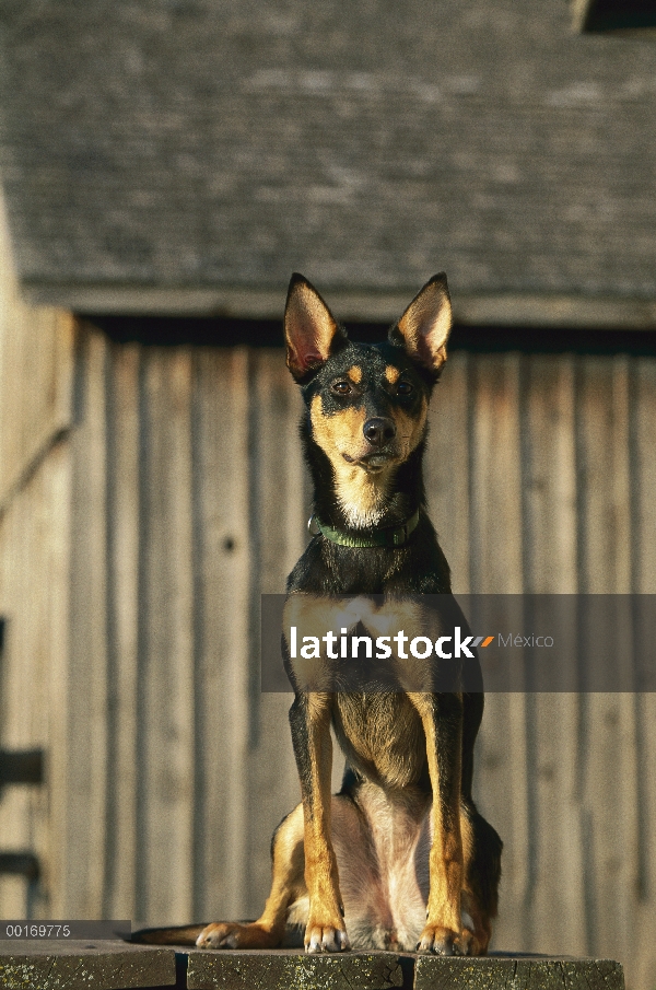 Retrato de Kelpie australiano (Canis familiaris)