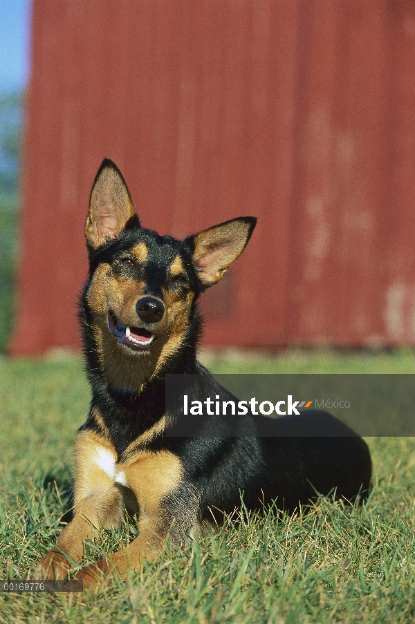 Kelpie australiano (Canis familiaris) en pasto