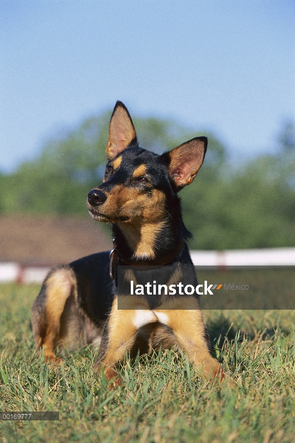 Kelpie australiano (Canis familiaris) en pasto