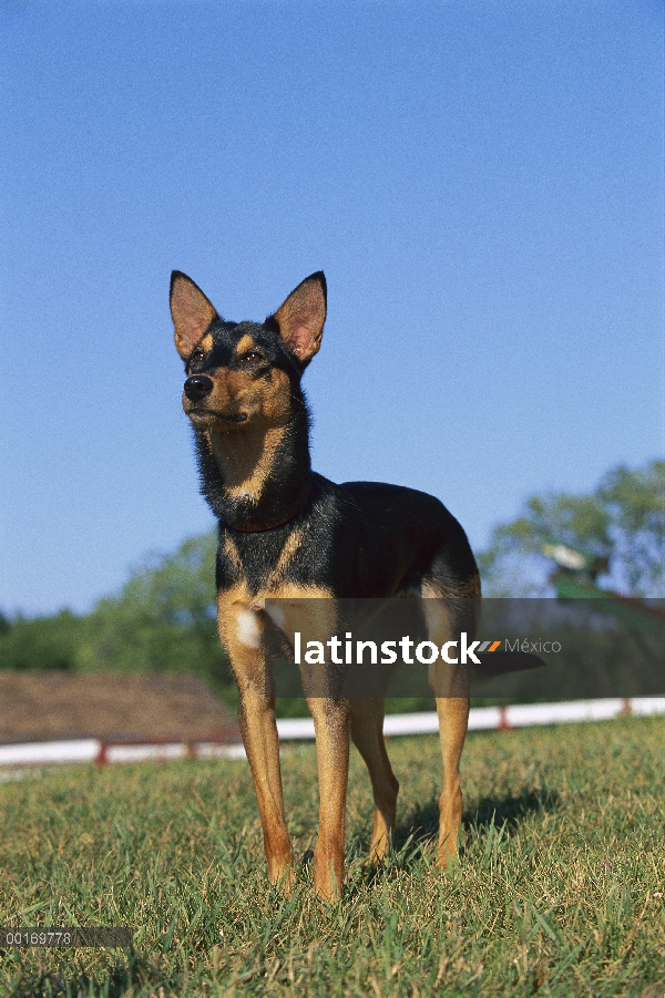 Kelpie australiano (Canis familiaris) en césped