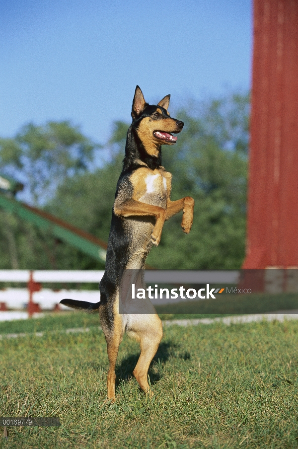 Kelpie australiano (Canis familiaris) de pie sobre las patas traseras