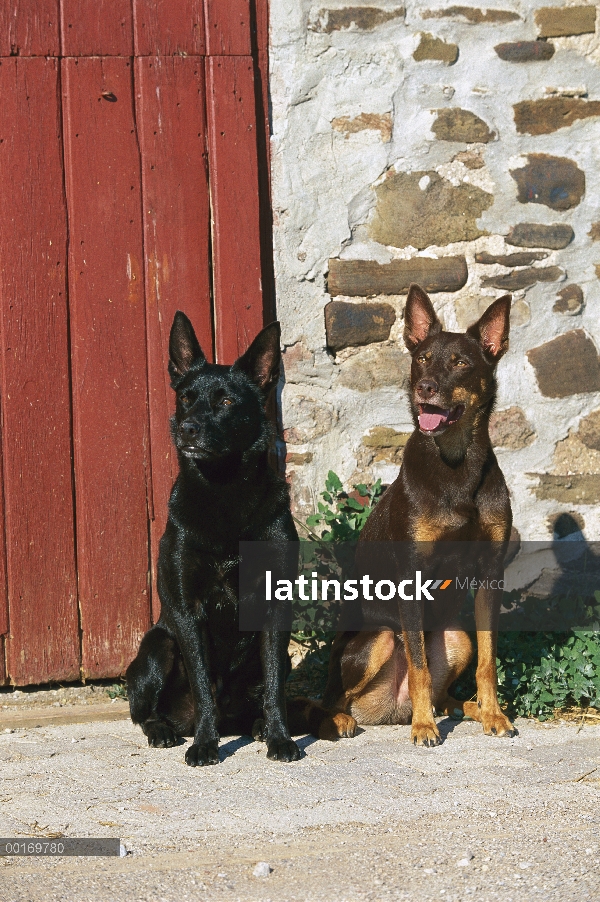 Sesión de pareja de Kelpie australiano (Canis familiaris)