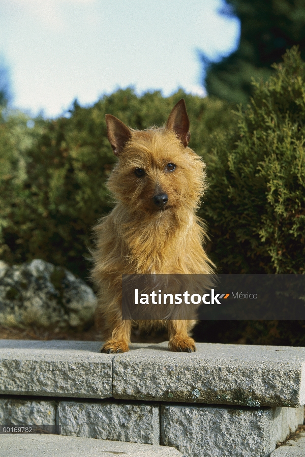 Terrier australiano (Canis familiaris) retrato