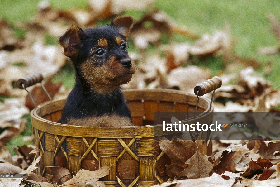 Cachorro Terrier australiano (Canis familiaris) en una cesta