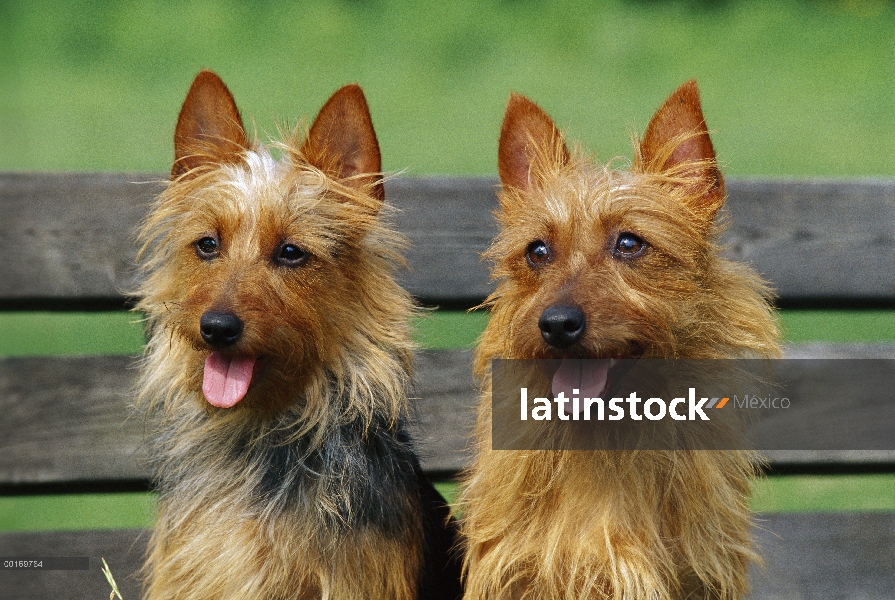 Terrier australiano (Canis familiaris) par sentado en Banco