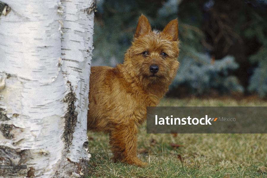 Cachorro Terrier australiano (Canis familiaris)