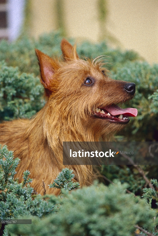 Terrier australiano (Canis familiaris) vista de retrato