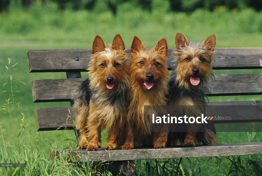 Terrier australiano (Canis familiaris) trío sentado en Banco