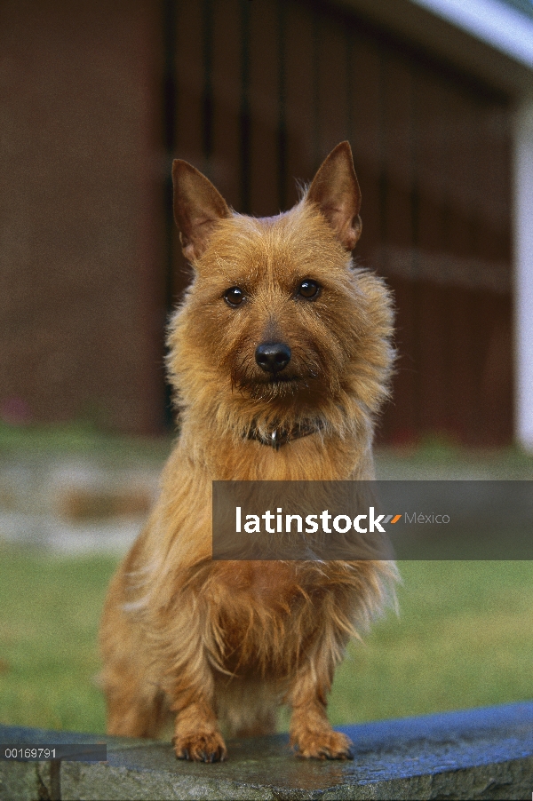 Terrier australiano (Canis familiaris) retrato