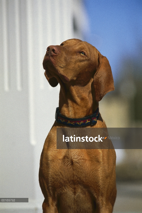 Retrato de Vizsla (Canis familiaris)