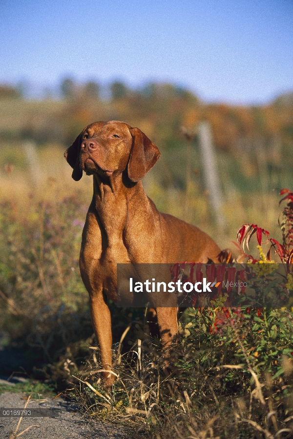 Retrato de Vizsla (Canis familiaris) en campo