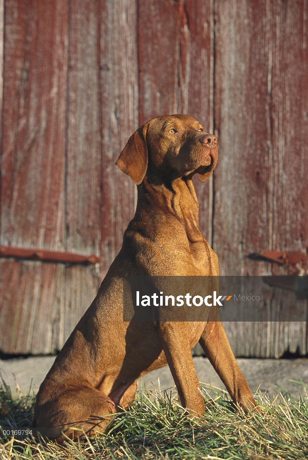 Retrato de Vizsla (Canis familiaris) frente a granero