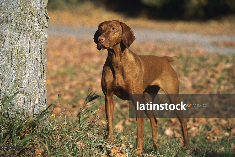 Pie del retrato de Vizsla (Canis familiaris)