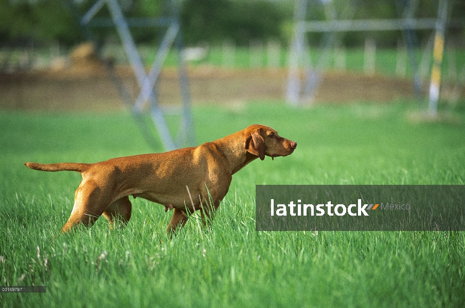 Mujer de Vizsla (Canis familiaris) apuntando