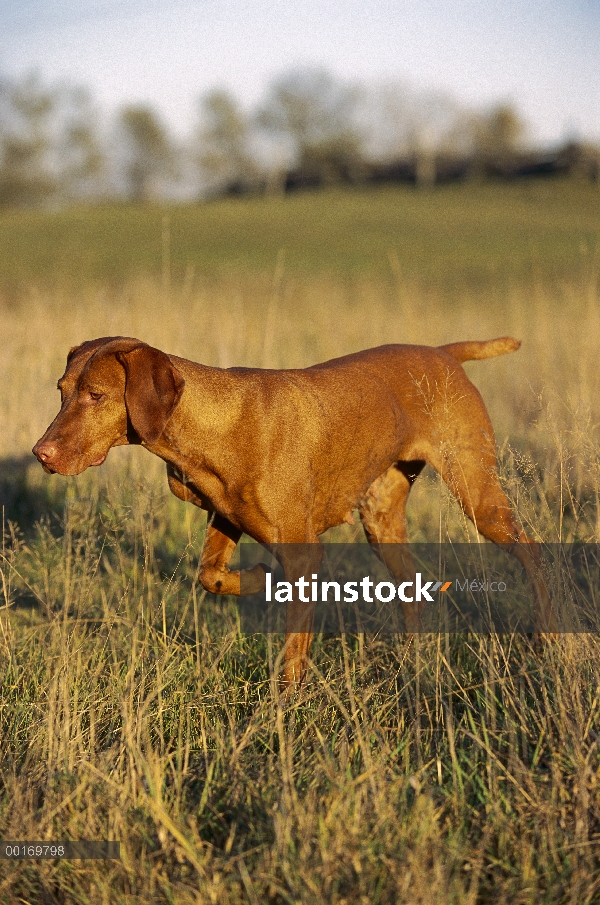 Vizsla (Canis familiaris) en punto