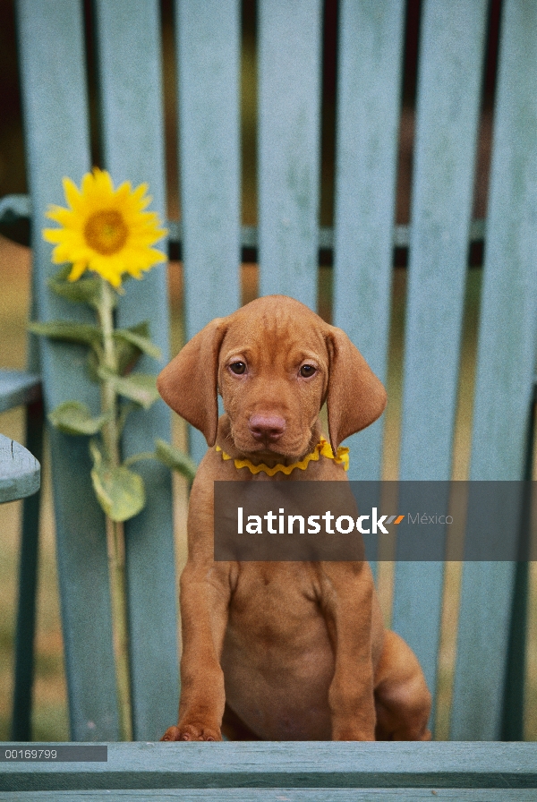 Cachorro de Vizsla (Canis familiaris)