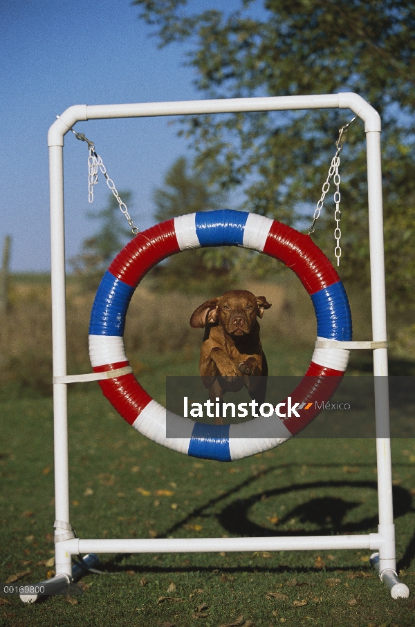 Vizsla (Canis familiaris) saltando a través de un aro