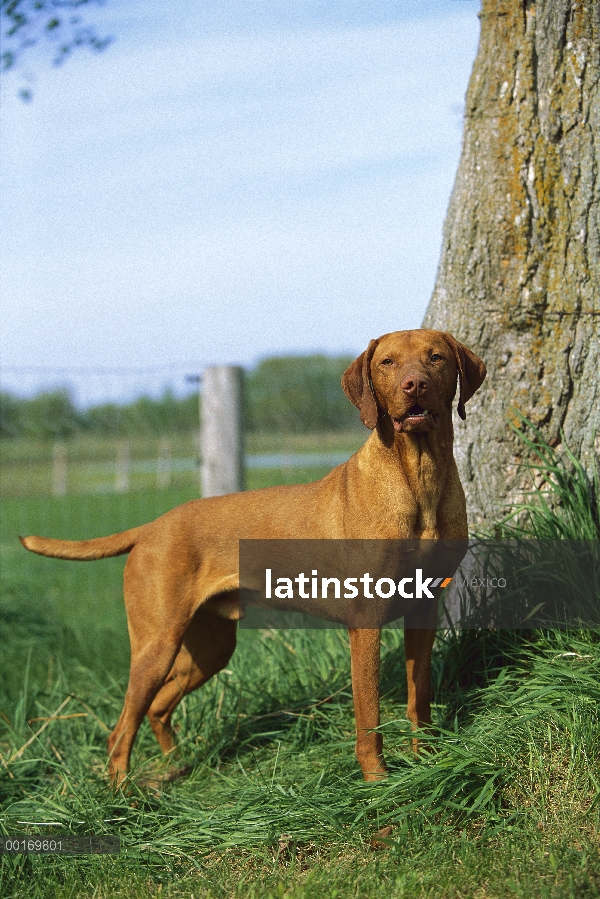 Retrato de Vizsla (Canis familiaris)