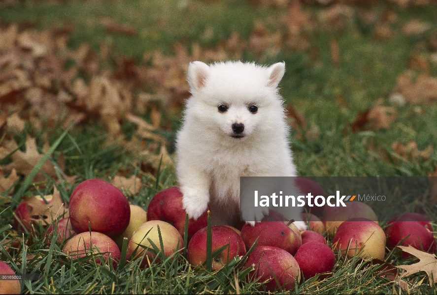 Miniatura de cachorro de perro esquimal americano (Canis familiaris)