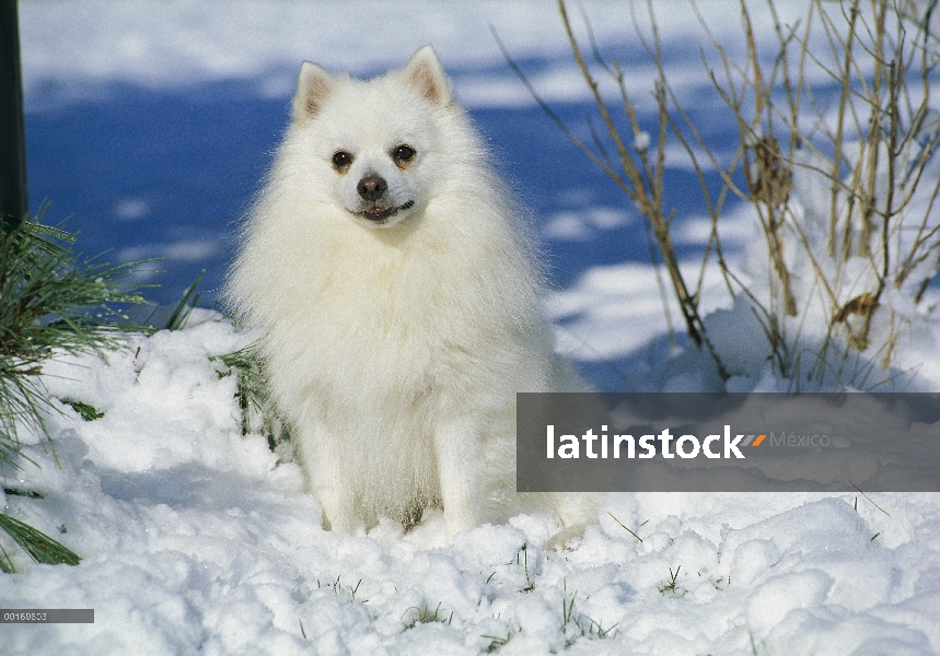 Perro esquimal americano (Canis familiaris) miniatura