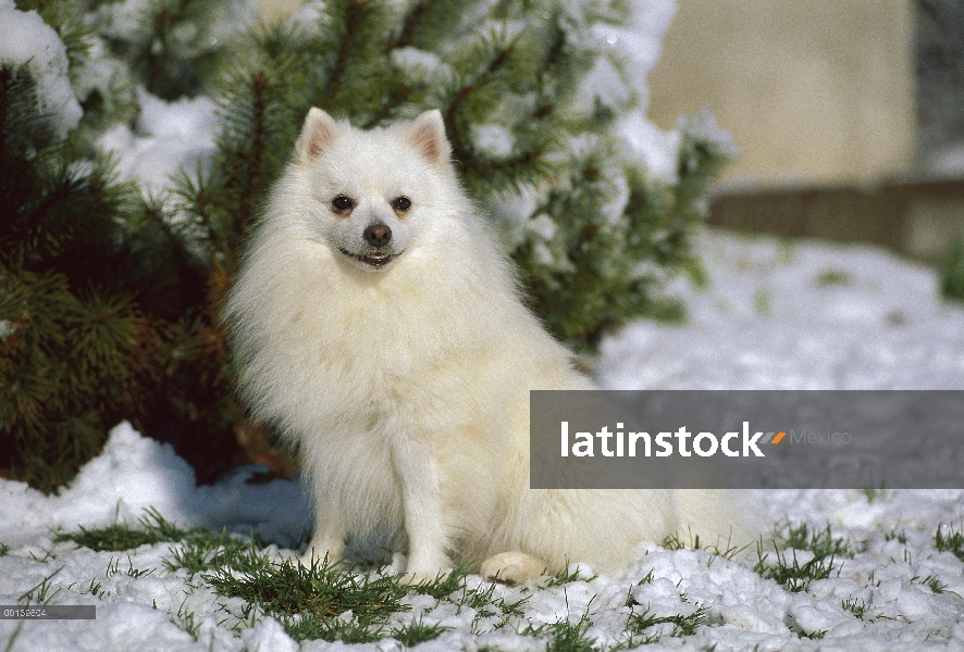 Perro esquimal americano (Canis familiaris) miniatura