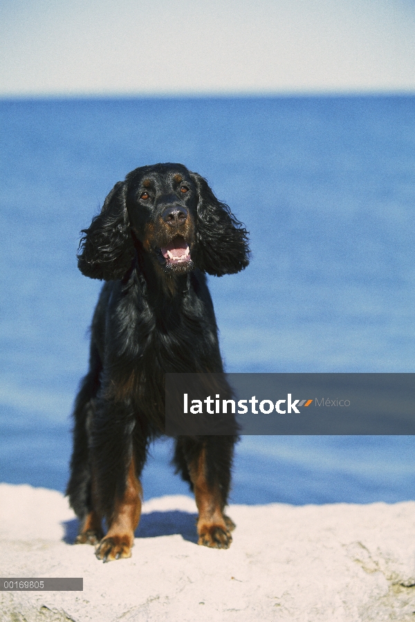 Gordon Setter (Canis familiaris) retrato en playa