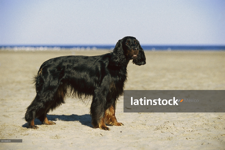 Perfil de Gordon Setter (Canis familiaris) en la playa