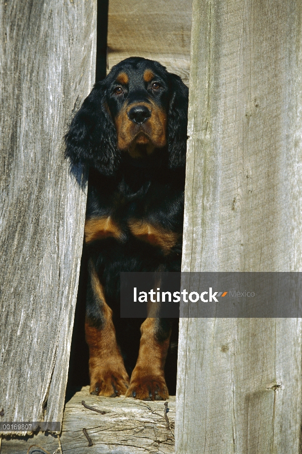 Cachorro de Setter de Gordon (Canis familiaris)