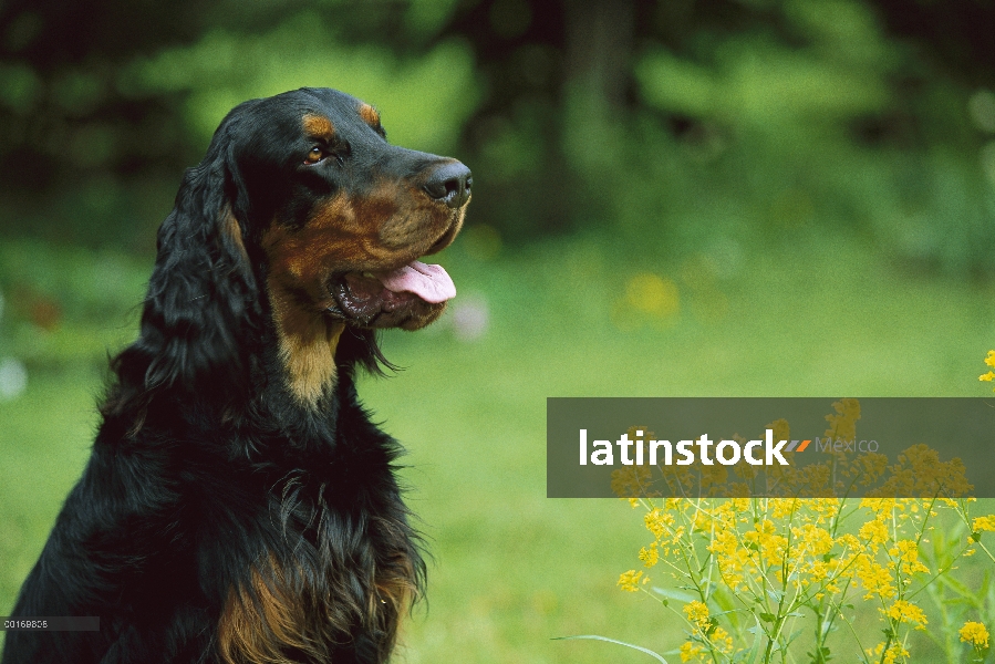 Perfil de Gordon Setter (Canis familiaris), retrato