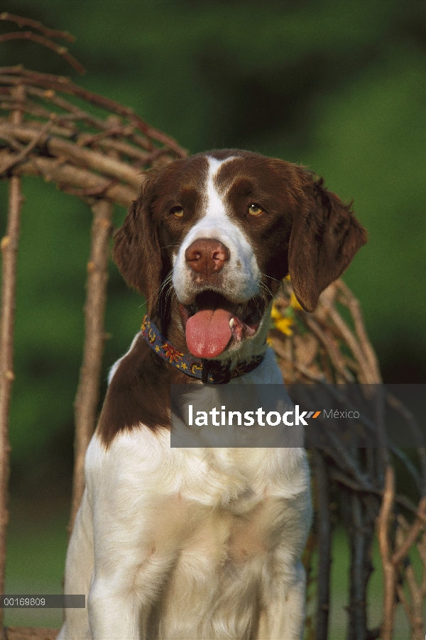 Bretaña Spaniel (Canis familiaris) sentado en la silla