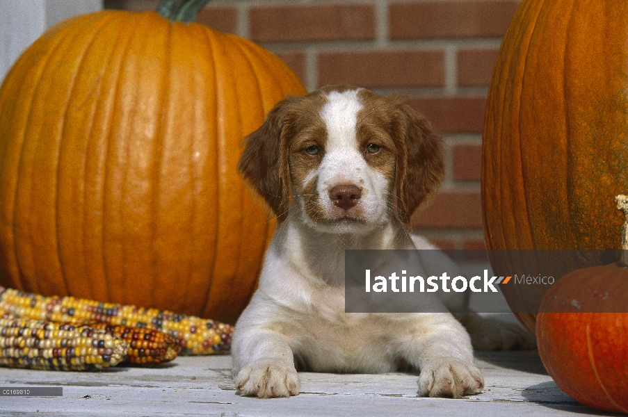 Cachorro Spaniel Bretaña (Canis familiaris)