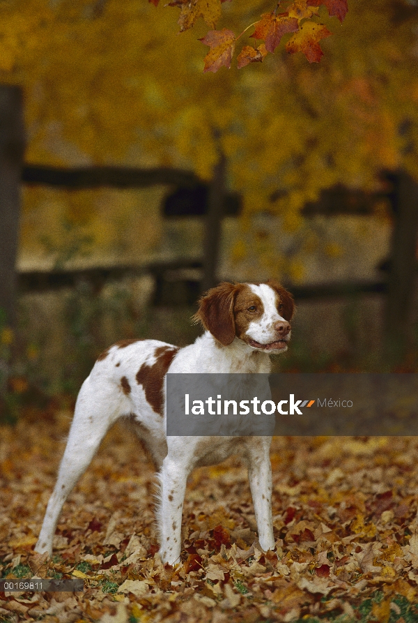 Retrato de Bretaña Spaniel (Canis familiaris) en otoño las hojas