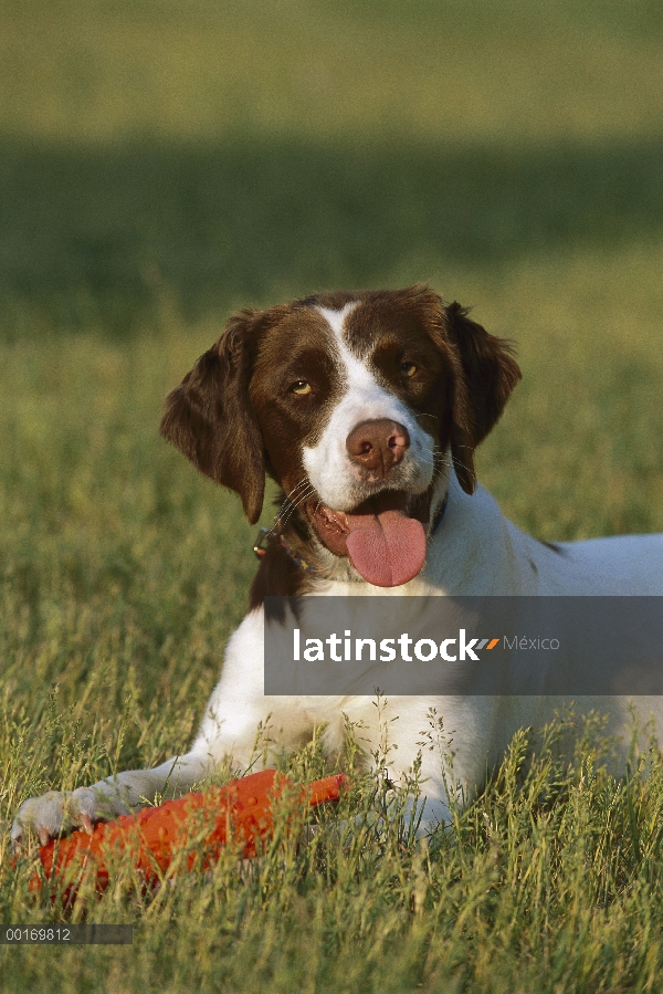 Bretaña Spaniel (Canis familiaris) con tope de entrenamiento