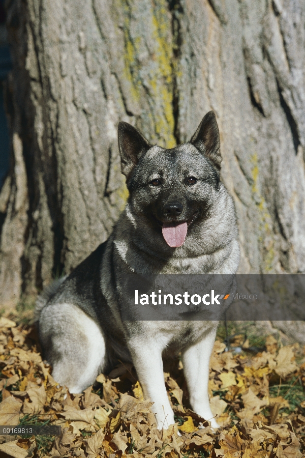 Retrato de Norwegian Elkhound (Canis familiaris) sentado frente a árbol