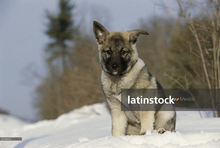 Perrito cazador de Alces Noruego (Canis familiaris)