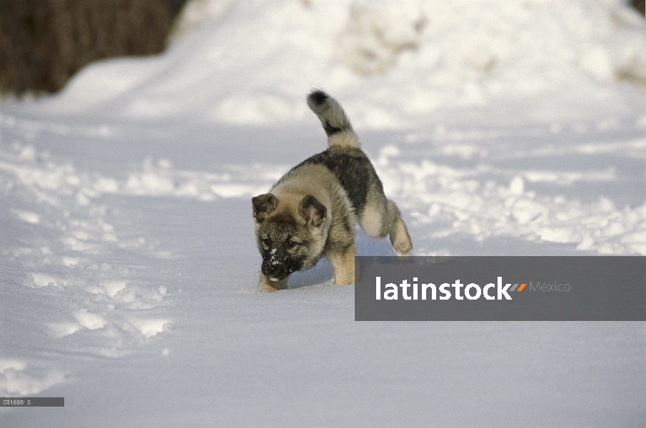 Perrito cazador de Alces Noruego (Canis familiaris)