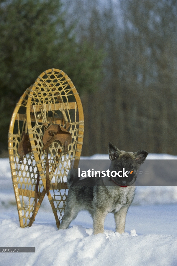 Cazador de Alces Noruego (Canis familiaris) cachorros en la nieve