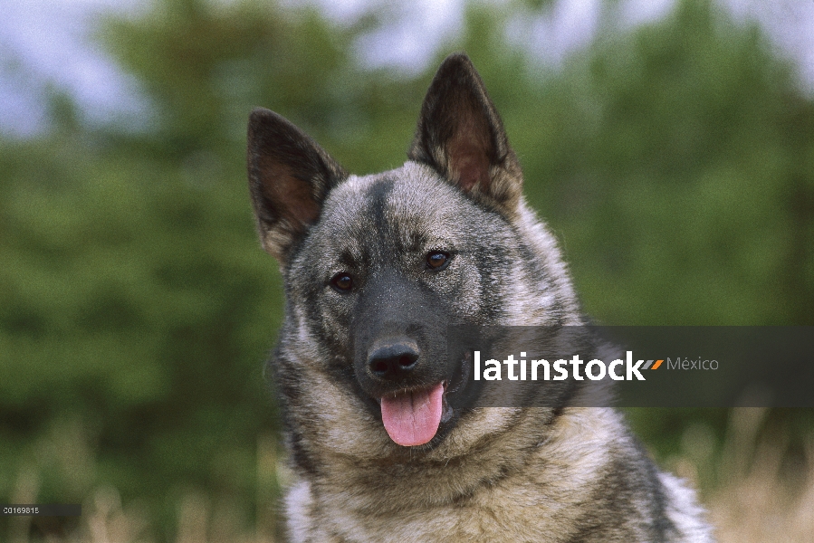 Retrato de Norwegian Elkhound (Canis familiaris)